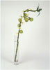 The other flower show (C), 2008